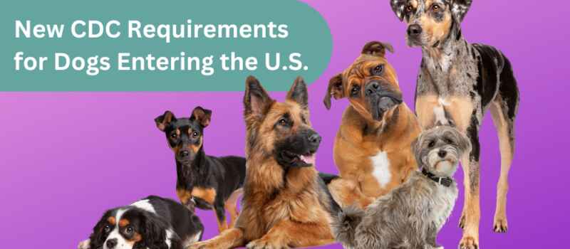 U.S. Citizens in Canada: New CDC Requirements for Dogs Entering the United States